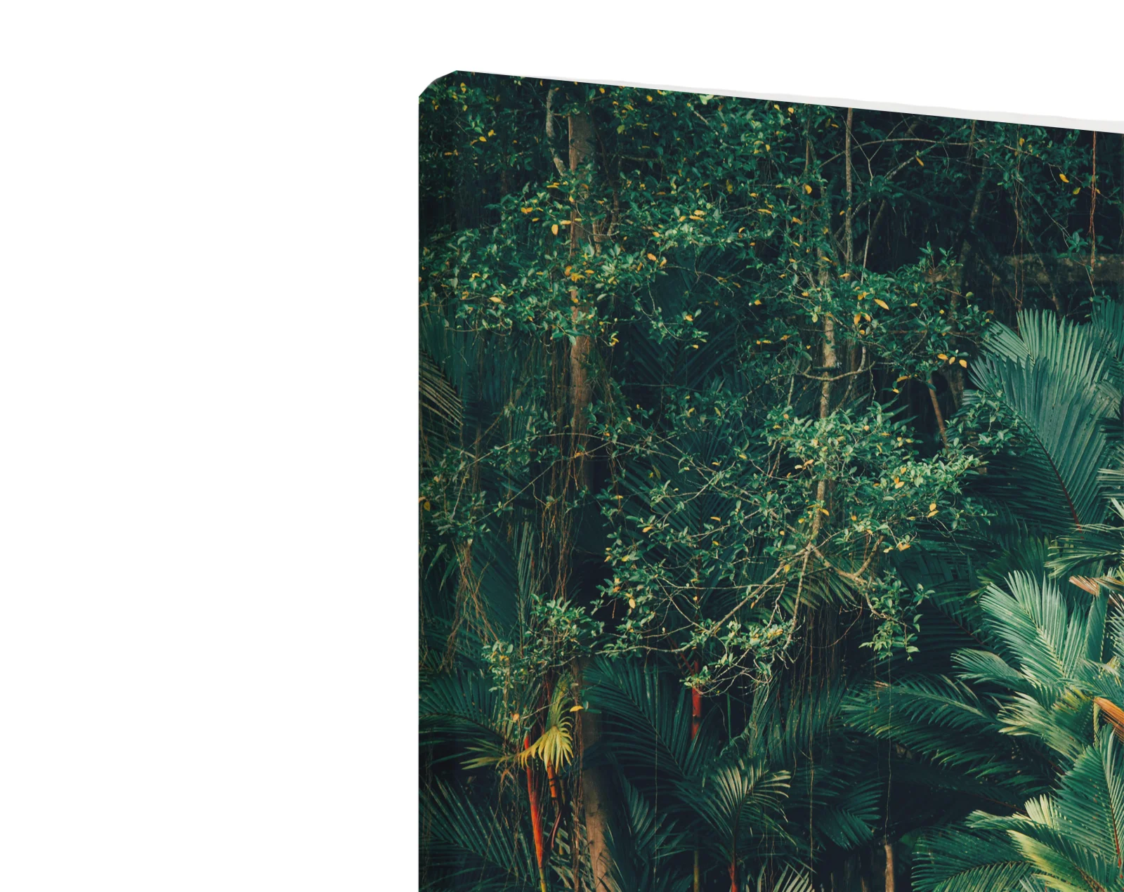 Tablou canvas orizontal Jungle