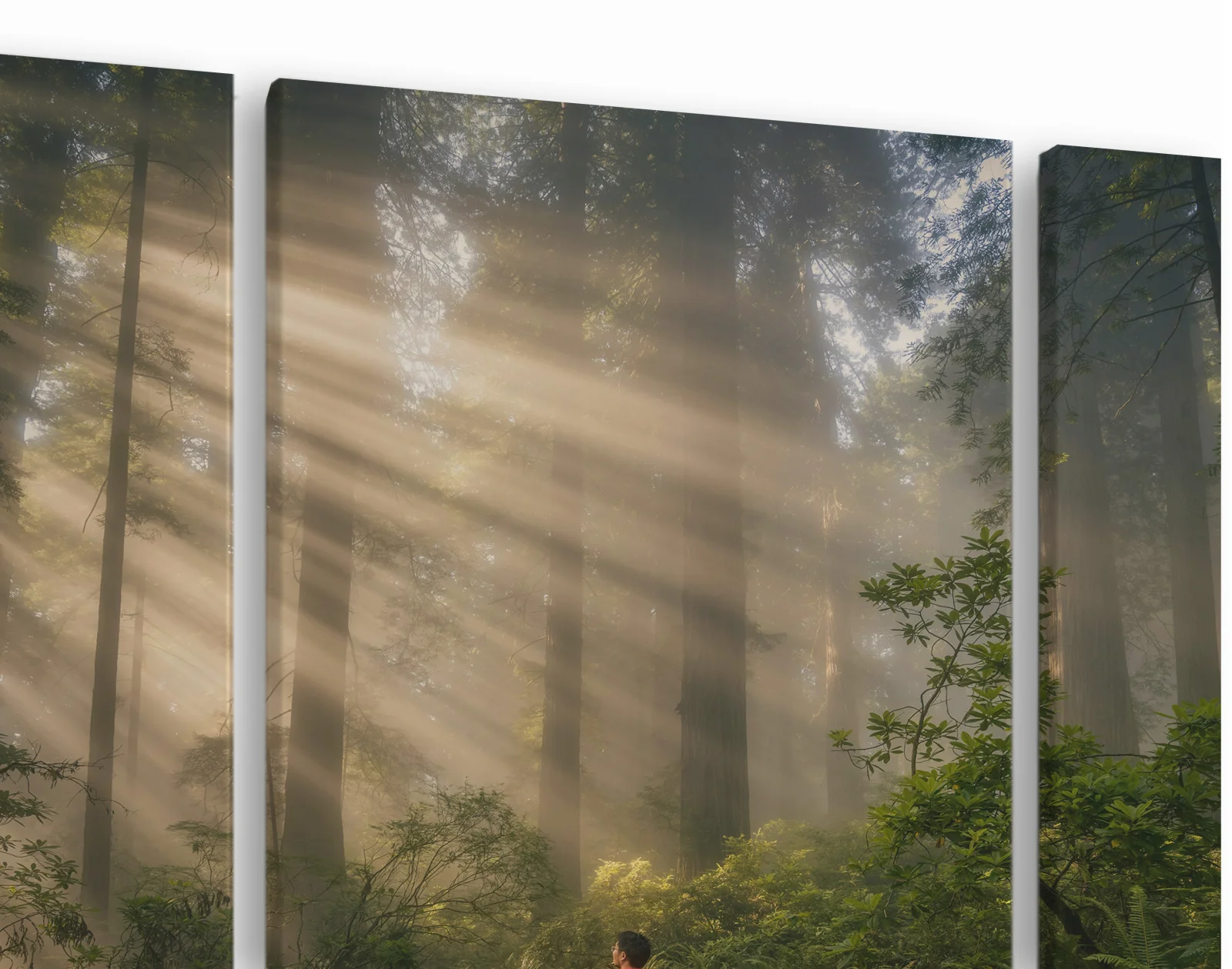 Tablou canvas 3 piese Forest