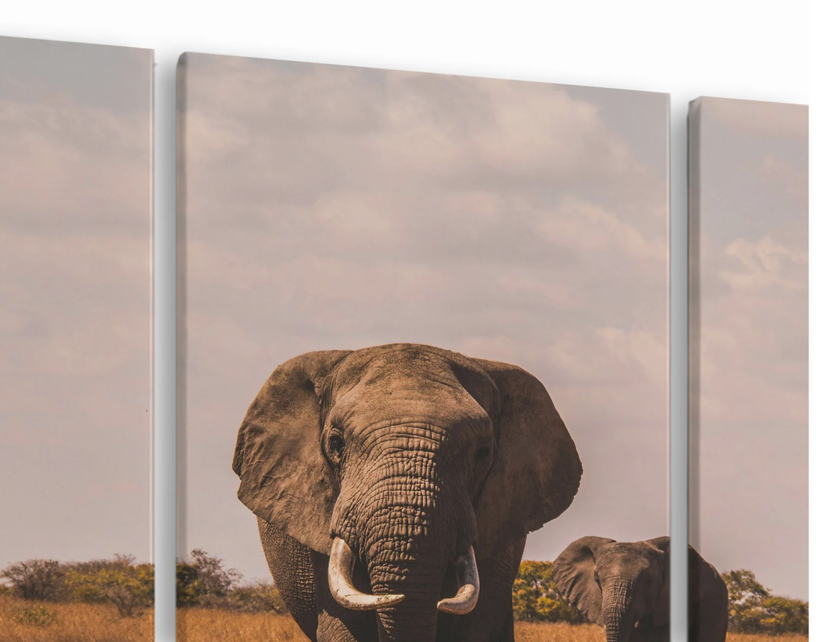 Tablou canvas 3 piese Safari